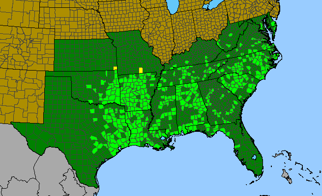The range of Gamochaeta argyrinea